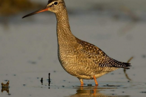 Scoolen, ale nie miarka